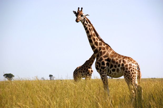 Girafa Uganda