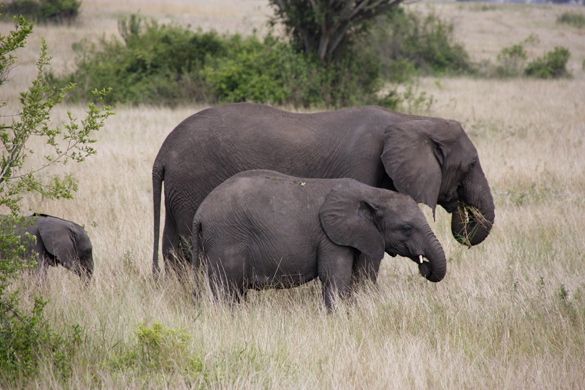 Viaje Uganda Murchison Falls NP