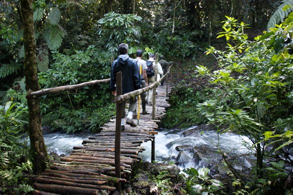 Viaje Uganda Bwindi Gorilla