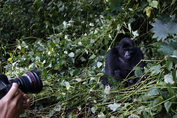 Viaje Uganda Bwindi Gorilla