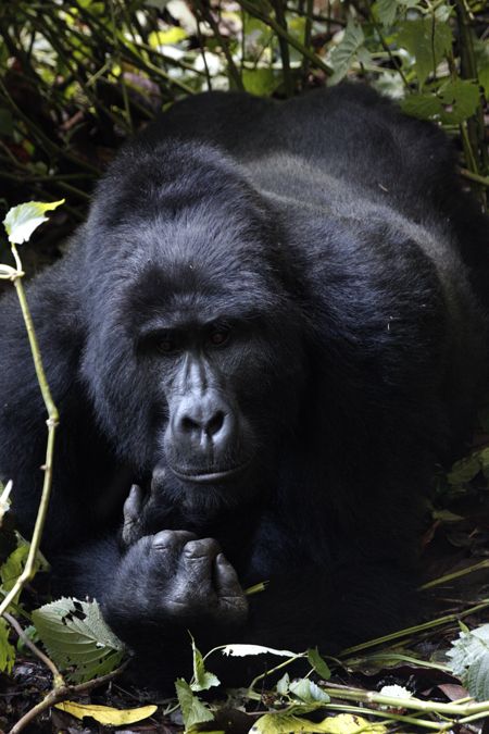 Viaje Uganda Gorilas