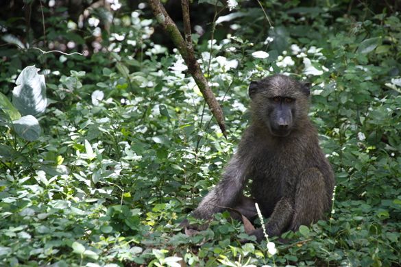 Viaje Uganda Murchison Falls