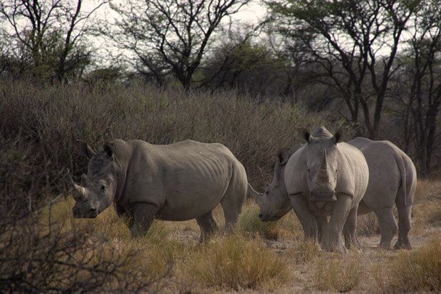Khama Rhino Santuario