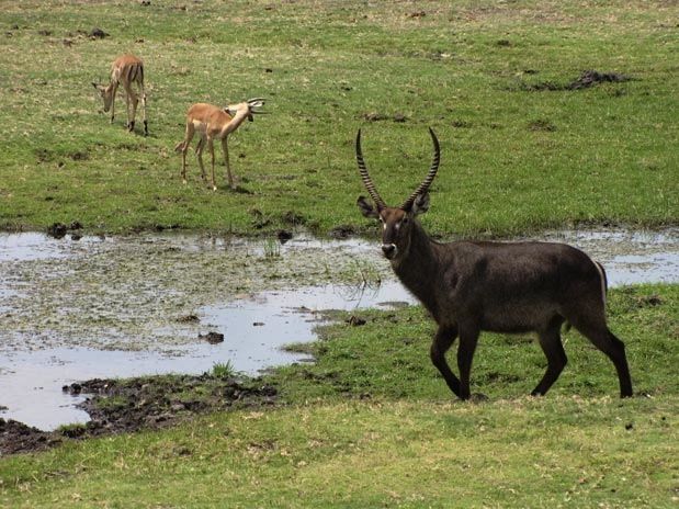Safari NP Chobe Botswana