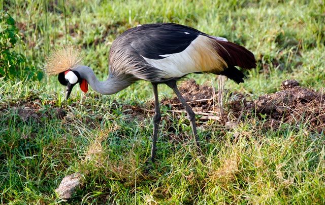 AFARI-QUEEN-ELIZABETH-UGANDA