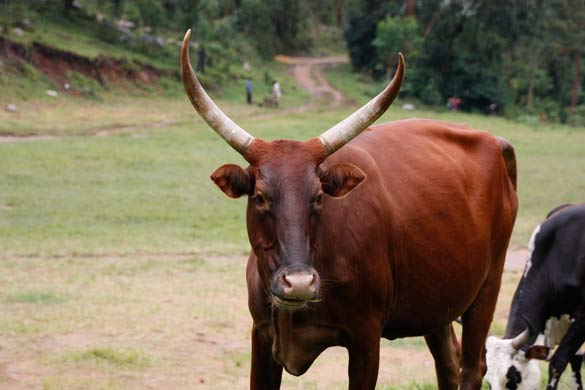 Batwa-experiece-Uganda