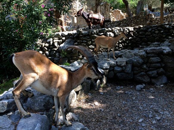 Samaria-Gorge-kri-kri