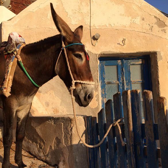 Santorini-Burro
