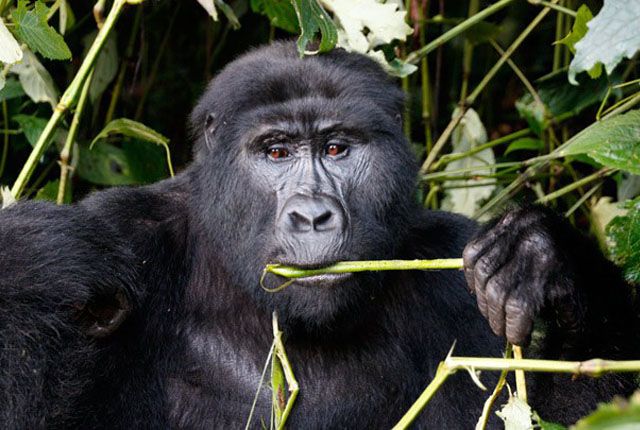 RASTREO DE GORILAS EN UGANDA