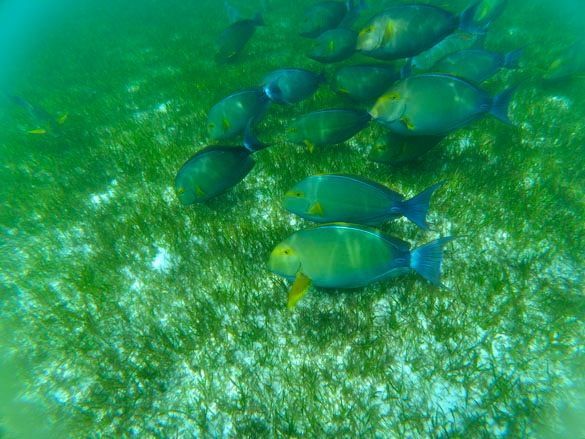 Snorkel-en-Kuredu-Island-Maldivas-Peces