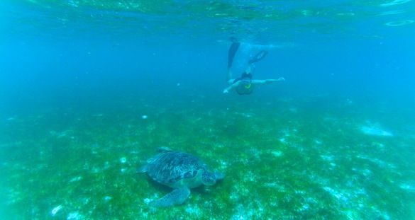 Snorkel-en-Kuredu-Island-Maldivas-Tortuga