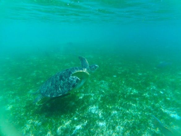 Snorkel en Kuredu Tortuga Maldivas