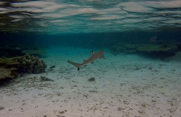 Vilamendhoo Island Resort House reef