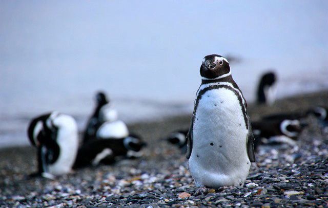 Excursion pinguinera Ushuaia Portada