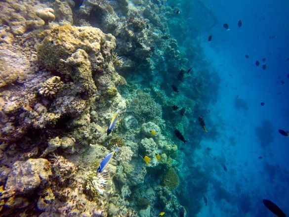 Snorkel con tiburones ballena