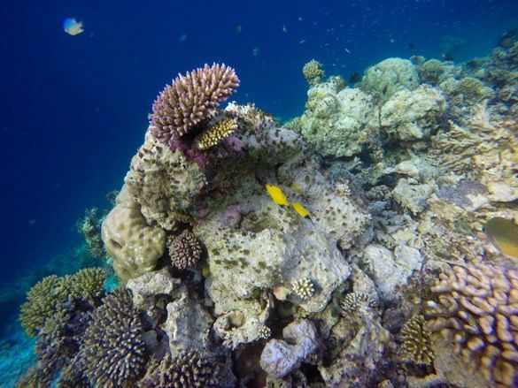 Snorkel con tiburones ballena