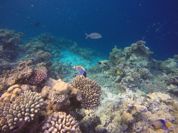 Snorkel con tiburones ballena