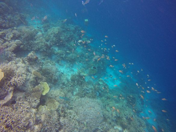 Snorkel Vilamendhoo Maldivas