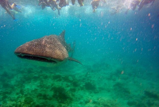 Snorkel con tiburones ballena