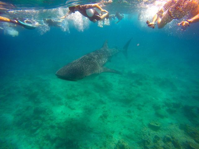 Snorkel con tiburones ballena