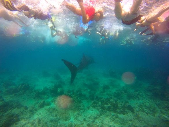 Snorkel con tiburones ballena