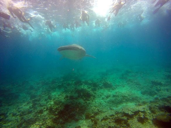 Snorkel con tiburones ballena