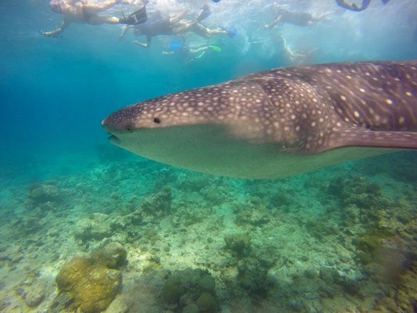 Snorkel con tiburones ballena
