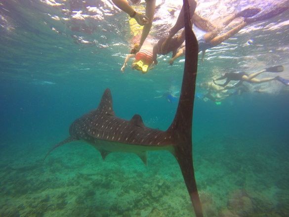Snorkel con tiburones ballena
