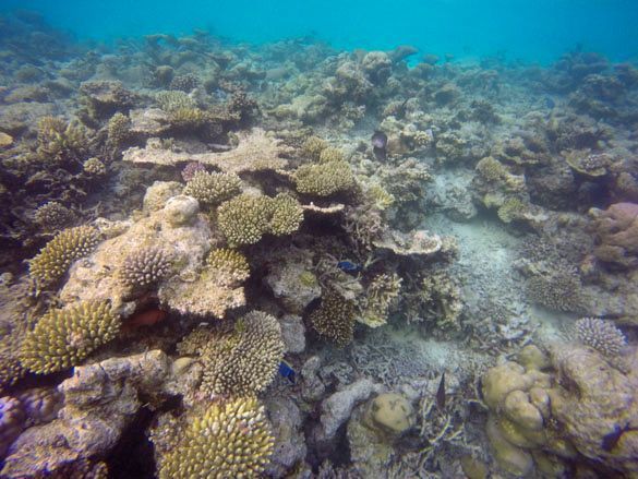 Vilamendhoo Island Resort House reef