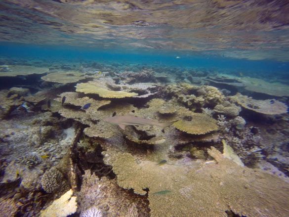 Vilamendhoo Island Resort House reef