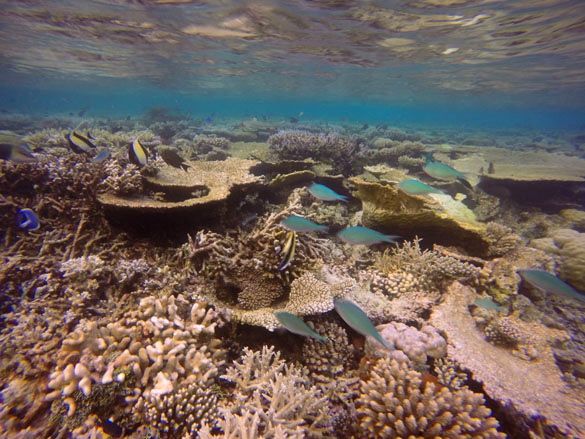 Vilamendhoo Island Resort House reef