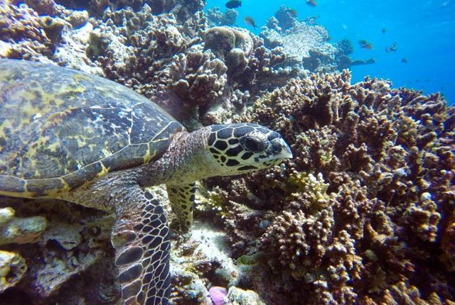 Nadar con mantas raya y tortugas