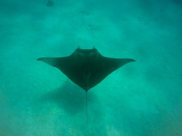 Nadar con mantas raya y tortugas