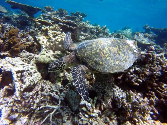 Nadar con mantas raya y tortugas