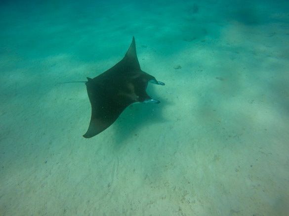 Nadar con mantas raya y tortugas