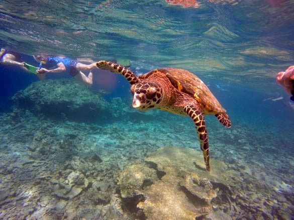 Nadar con mantas raya y tortugas