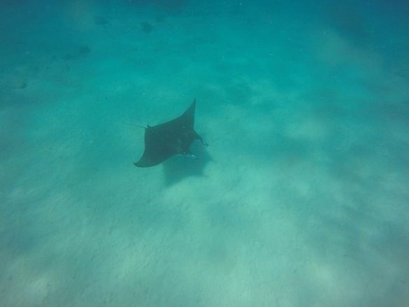 Nadar con mantas raya y tortugas