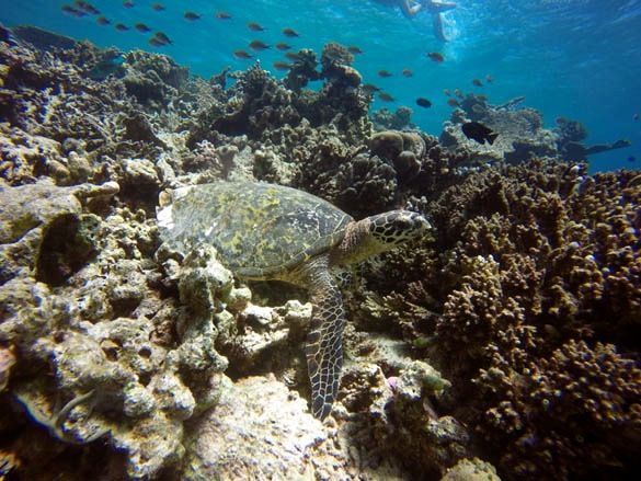 Nadar con mantas raya y tortugas