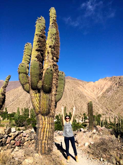 Cactus-Tilcara-Quebrada-Humahuaca-Argentina