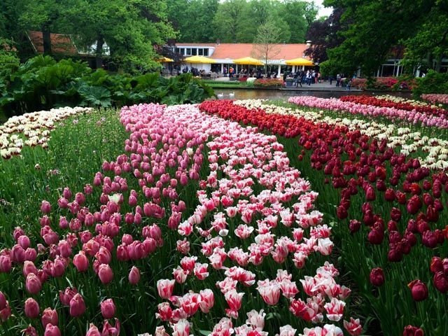 Keukenhof-tulipanes-Amsterdam