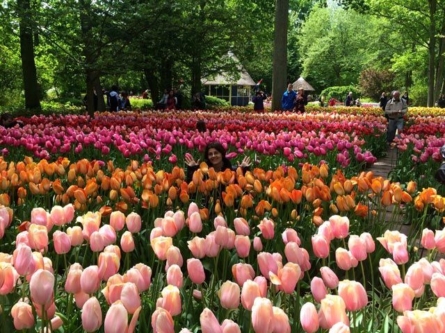 Keukenhof-tulipanes-Amsterdam