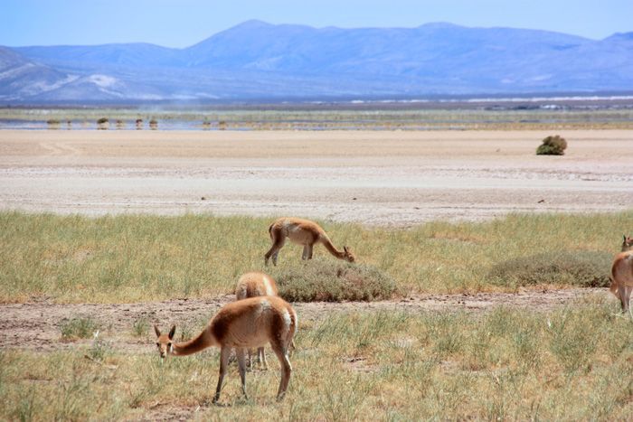 Excursion-salinas-grandes