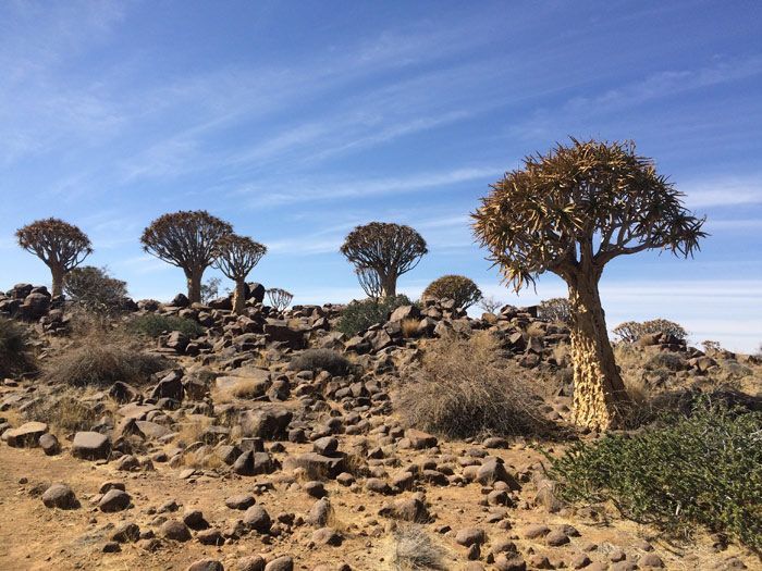 quiver-tree-forest-namibia