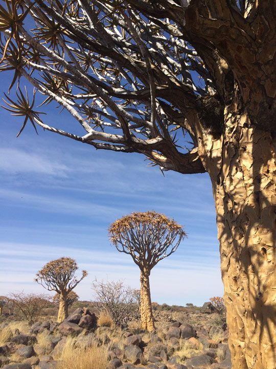 quiver-tree-forest-namibia