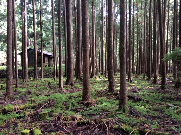 kumano-kodo-nonaka-a-hongu