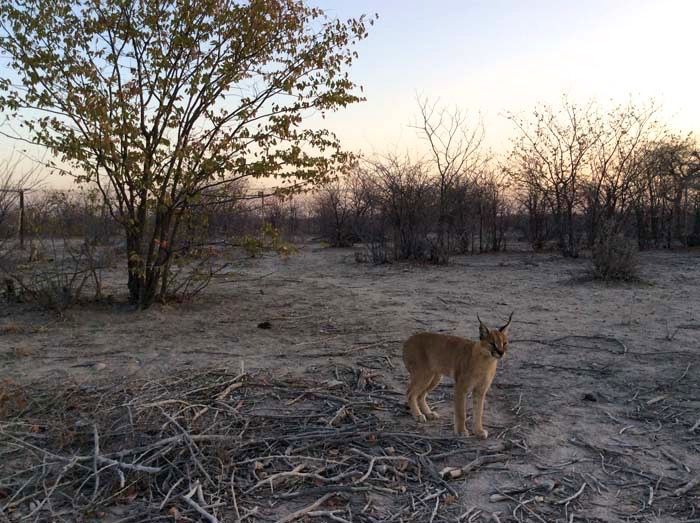 CARACAL ELDORADO FARM ETOSHA