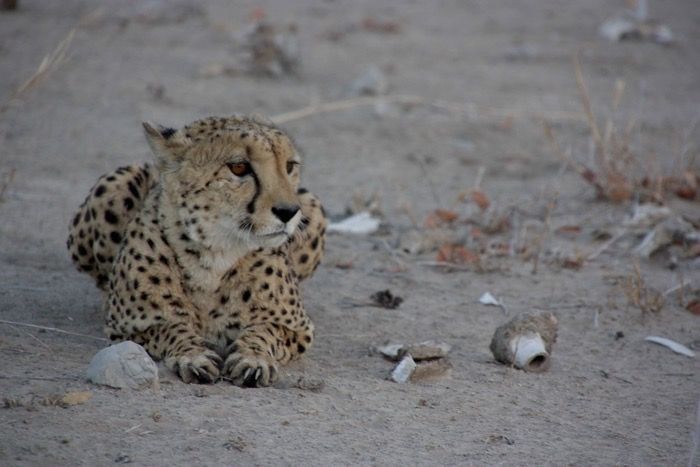 CHEETAH ELDORADO FARM ETOSHA NAMIBIA