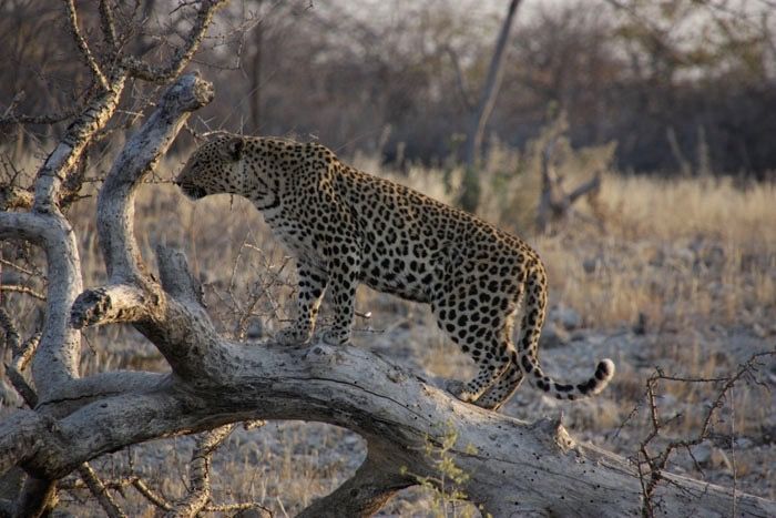 LEOPARD ELDORADO FARM ETOSHA NAMIBIA 2