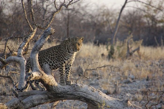 LEOPARD ELDORADO FARM ETOSHA NAMIBIA
