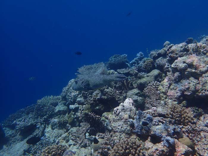 Snorkel excursion Tiburon Ballena Malidivas